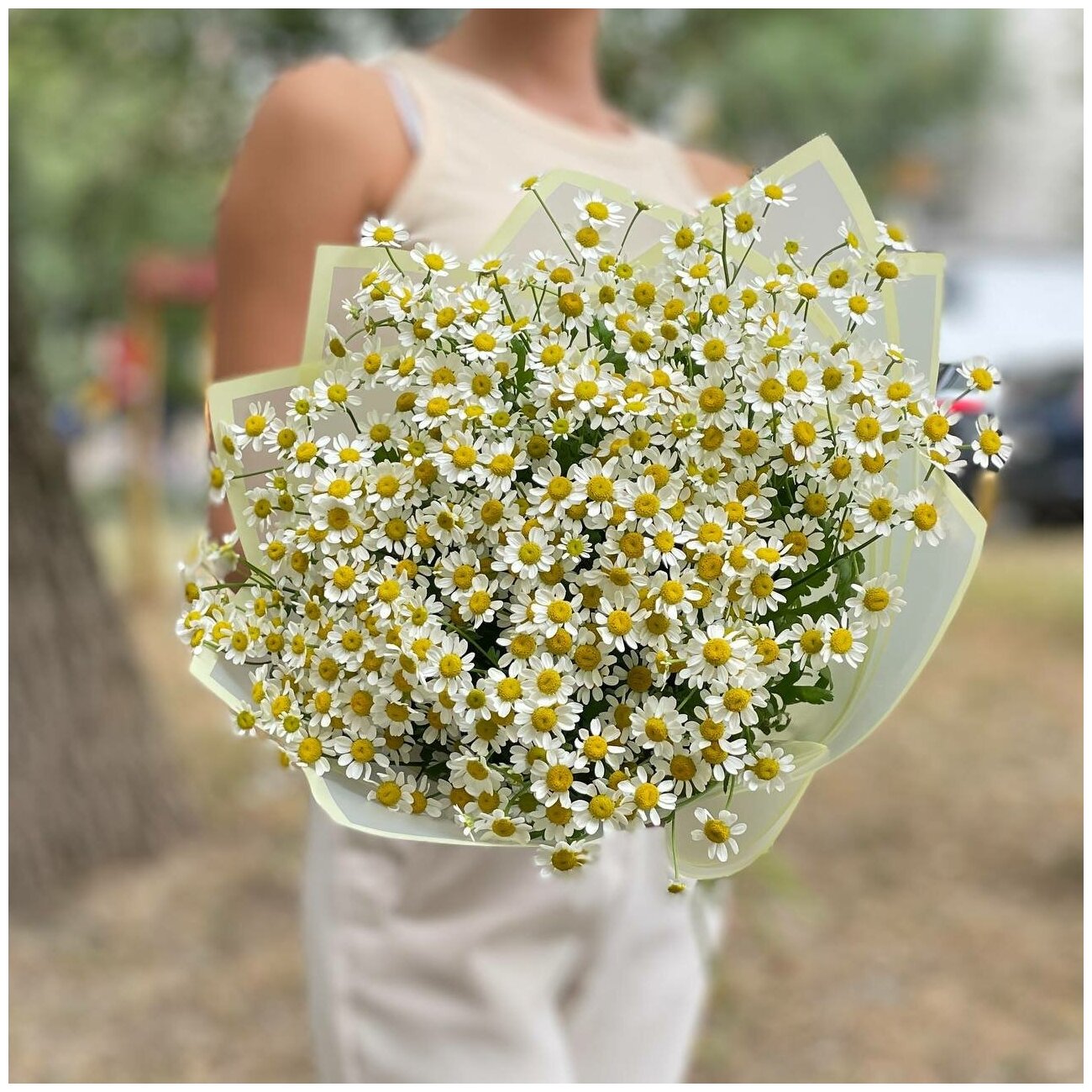 85 Кустовых Ромашек